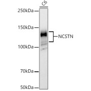 abx000564