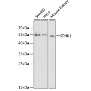 abx000568