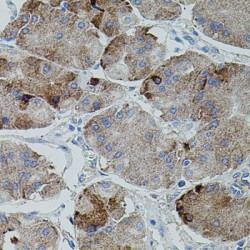 Amyloid-beta Precursor Protein (APP) Antibody