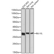 abx000597