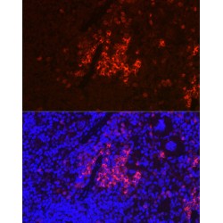TNF Receptor Superfamily Member 5 / TNFRSF5 (CD40) Antibody