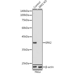 Mitogen-Activated Protein Kinase 1 / ERK2 (MAPK1) Antibody