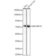 Western blot analysis of various lysates, using BiP/GRP78 Antibody at 1/1000 dilution. Secondary antibody: HRP-conjugated Goat anti-Rabbit IgG (H+L) at 1/10000 dilution. Lysates/proteins: 25 µg per lane. Blocking buffer: 3% nonfat dry milk in TBST. Exposure time: 60s.