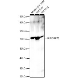 Endoplasmic Reticulum Chaperone BiP (HSPA5) Antibody