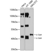 Western blot analysis of various lysates using c-Jun Antibody at 1/1000 dilution. Secondary antibody: HRP-conjugated Goat anti-Rabbit IgG (H+L) at 1/10000 dilution. Lysates/proteins: 25 µg per lane. Blocking buffer: 3% nonfat dry milk in TBST. Exposure time: 90s.