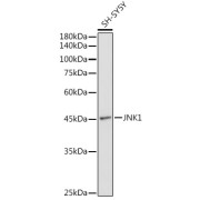 Western blot analysis of lysates from SH-SY5Y cells, using JNK1 Antibody at 1/1000 dilution. Secondary antibody: HRP-conjugated Goat anti-Rabbit IgG (H+L) at 1/10000 dilution. Lysates/proteins: 25 µg per lane. Blocking buffer: 3% nonfat dry milk in TBST. Exposure time: 90s.