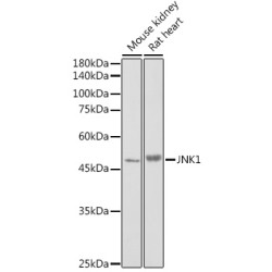 Mitogen-Activated Protein Kinase 8 / JNK1 (MAPK8) Antibody