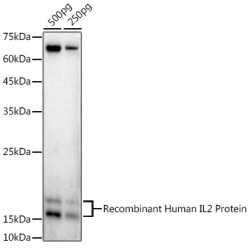 Interleukin 2 (IL2) Antibody