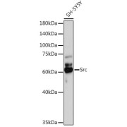 Western blot analysis of lysates from SH-SY5Y cells, using Src Antibody at 1/1000 dilution. Secondary antibody: HRP-conjugated Goat anti-Rabbit IgG (H+L) at 1/10000 dilution. Lysates/proteins: 25 µg per lane. Blocking buffer: 3% nonfat dry milk in TBST. Exposure time: 3s.