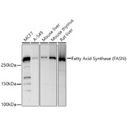 Western blot analysis of various lysates using Fatty Acid Synthase (FASN) Antibody at 1/1000 dilution. Secondary antibody: HRP-conjugated Goat anti-Rabbit IgG (H+L) at 1/10000 dilution. Lysates/proteins: 25 µg per lane. Blocking buffer: 3% nonfat dry milk in TBST. Exposure time: 1s.
