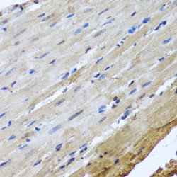 Nuclear Mitotic Apparatus Protein 1 (NUMA1) Antibody