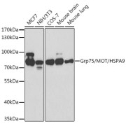 Western blot analysis of various lysates using Grp75/MOT/HSPA9 Antibody at 1/1000 dilution. Secondary antibody: HRP-conjugated Goat anti-Rabbit IgG (H+L) at 1/10000 dilution. Lysates/proteins: 25 µg per lane. Blocking buffer: 3% nonfat dry milk in TBST.