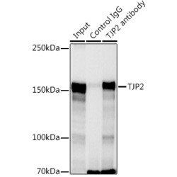 Tight Junction Protein ZO-2 (TJP2) Antibody