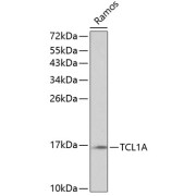 Western blot analysis of lysates from Ramos cells, using TCL1A Antibody at 1/1000 dilution. Secondary antibody: HRP-conjugated Goat anti-Rabbit IgG (H+L) at 1/10000 dilution. Lysates/proteins: 25 µg per lane. Blocking buffer: 3% nonfat dry milk in TBST.
