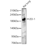 abx000800