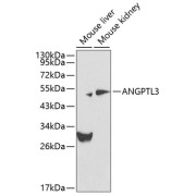 abx000824