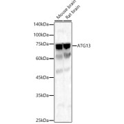 Western blot analysis of various lysates, using ATG13 Antibody at 1/1000 dilution. Secondary antibody: HRP-conjugated Goat anti-Rabbit IgG (H+L) at 1/10000 dilution. Lysates/proteins: 25 µg per lane. Blocking buffer: 3% nonfat dry milk in TBST. Exposure time: 25s.