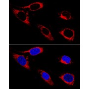 Confocal immunofluorescence analysis of U-2OS cells using P4HB Antibody at dilution of 1/400. Blue: DAPI for nuclear staining.