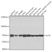 Western blot analysis of various lysates using Ku70 Antibody at 1/3000 dilution incubated at room temperature for 1.5 hours. Secondary antibody: HRP-conjugated Goat anti-Rabbit IgG (H+L) at 1/10000 dilution. Lysates/proteins: 25 µg per lane. Blocking buffer: 3% nonfat dry milk in TBST. Exposure time: 1s.