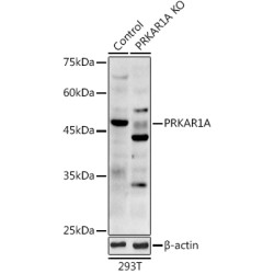 CAMP-Dependent Protein Kinase Type I-Alpha Regulatory Subunit (PRKAR1A) Antibody