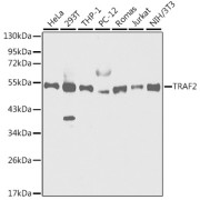 abx000916