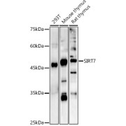 Western blot analysis of various lysates using SIRT7 Antibody at 1/1000 dilution. Secondary antibody: HRP-conjugated Goat anti-Rabbit IgG (H+L) at 1/10000 dilution. Lysates/proteins: 25 µg per lane. Blocking buffer: 3% nonfat dry milk in TBST.