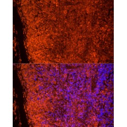 Toll-Like Receptor 7 (TLR7) Antibody