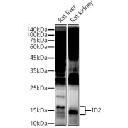 Western blot analysis of various lysates using ID2 Antibody at 1/500 dilution. Secondary antibody: HRP-conjugated Goat anti-Rabbit IgG (H+L) at 1/10000 dilution. Lysates/proteins: 25 µg per lane. Blocking buffer: 3% nonfat dry milk in TBST. Exposure time: 180s.