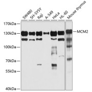 Western blot analysis of various lysates using MCM2 Antibody at 1/1000 dilution. Secondary antibody: HRP-conjugated Goat anti-Rabbit IgG (H+L) at 1/10000 dilution. Lysates/proteins: 25 µg per lane. Blocking buffer: 3% nonfat dry milk in TBST. Exposure time: 10s.