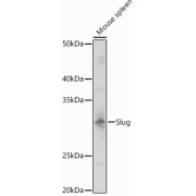 Western blot analysis of lysates from Mouse spleen, using Sl µg Antibody at 1/1000 dilution. Secondary antibody: HRP-conjugated Goat anti-Rabbit IgG (H+L) at 1/10000 dilution. Lysates/proteins: 25 µg per lane. Blocking buffer: 3% nonfat dry milk in TBST. Exposure time: 180s.