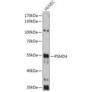 Western blot analysis of lysates from HUVEC cells, using PSMD4 Antibody at 1/1000 dilution. Secondary antibody: HRP-conjugated Goat anti-Rabbit IgG (H+L) at 1/10000 dilution. Lysates/proteins: 25 µg per lane. Blocking buffer: 3% nonfat dry milk in TBST. Exposure time: 90s.