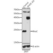 Western blot analysis of lysates from wild type (WT) and RhoC knockout (KO) 293T cells, using [KO Validated] RhoC Antibody at 1/1000 dilution. Secondary antibody: HRP-conjugated Goat anti-Rabbit IgG (H+L) at 1/10000 dilution. Lysates/proteins: 25 µg per lane. Blocking buffer: 3% nonfat dry milk in TBST. Exposure time: 300s.