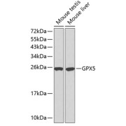 abx000998