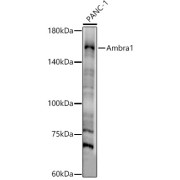 Western blot analysis of lysates from PANC-1 cells, using Ambra1 Antibody at 1/800 dilution. Secondary antibody: HRP-conjugated Goat anti-Rabbit IgG (H+L) at 1/10000 dilution. Lysates/proteins: 25 µg per lane. Blocking buffer: 3% nonfat dry milk in TBST. Exposure time: 30s.