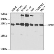 Western blot analysis of various lysates using UBE2K Antibody at 1/1000 dilution. Secondary antibody: HRP-conjugated Goat anti-Rabbit IgG (H+L) at 1/10000 dilution. Lysates/proteins: 25 µg per lane. Blocking buffer: 3% nonfat dry milk in TBST. Exposure time: 30s.