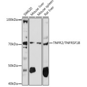 abx001016