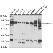 Western blot analysis of various lysates using ARHGEF7 Antibody at 1/500 dilution. Secondary antibody: HRP-conjugated Goat anti-Rabbit IgG (H+L) at 1/10000 dilution. Lysates/proteins: 25 µg per lane. Blocking buffer: 3% nonfat dry milk in TBST.