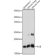 abx001029