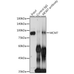 Minichromosome Maintenance Deficient 7 (MCM7) Antibody