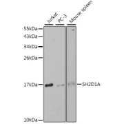abx001057