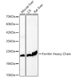 Ferritin Heavy Chain (FTH1) Antibody