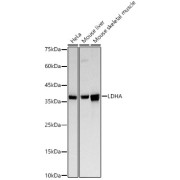 abx001060