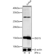 Western blot analysis of lysates from Jurkat cells, using ISG15 Antibody at 1/1000 dilution. Jurkat cells were treated by IFN-α (100 ng/ml) at 37 °C for 30 minutes after serum-starvation overnight. Secondary antibody: HRP-conjugated Goat anti-Rabbit IgG (H+L) at 1/10000 dilution. Lysates/proteins: 25 µg per lane. Blocking buffer: 3% nonfat dry milk in TBST. Exposure time: 5s.