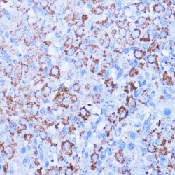 Ubiquitin-Like Protein ISG15 (ISG15) Antibody