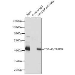 TAR DNA-Binding Protein 43 / TDP43 (TARDBP) Antibody