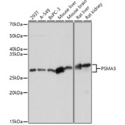 Western blot analysis of various lysates using PSMA3 Antibody at 1/1000 dilution. Secondary antibody: HRP-conjugated Goat anti-Rabbit IgG (H+L) at 1/10000 dilution. Lysates/proteins: 25 µg per lane. Blocking buffer: 3% nonfat dry milk in TBST. Exposure time: 3s.