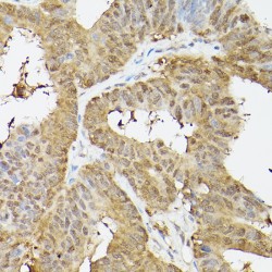 Proteasome Subunit Alpha Type 3 (PSMA3) Antibody