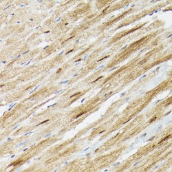 Proteasome Subunit Alpha Type 3 (PSMA3) Antibody