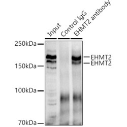Euchromatic Histone-Lysine N-Methyltransferase 2 (EHMT2) Antibody