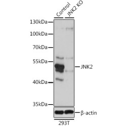 Mitogen-Activated Protein Kinase 9 / JNK2 (MAPK9) Antibody